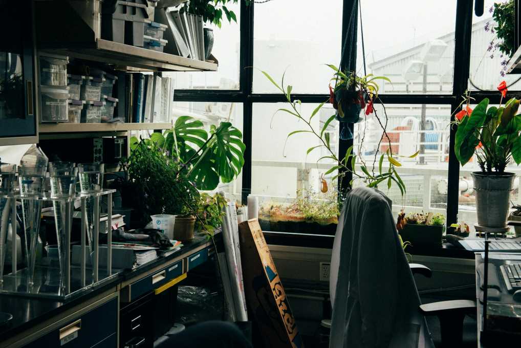 Foto di un interno con piante accanto alla finestra